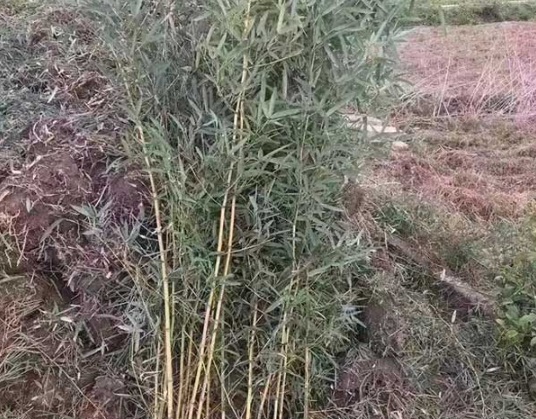 1632972734361717.jpg image.jpg