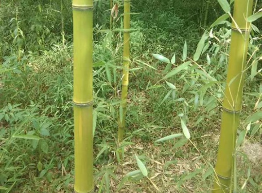 1632973289344844.jpg image.jpg