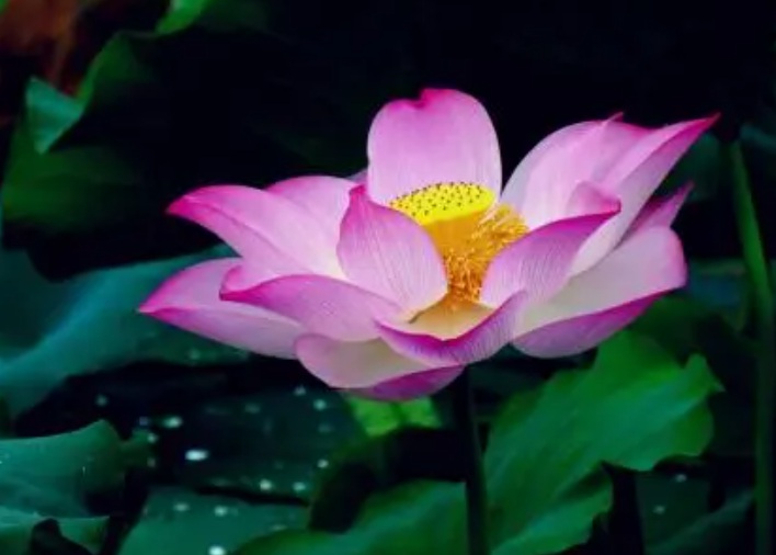 1632992060635414.jpg 荷花.jpg