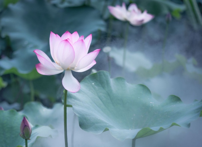 1632992084846106.jpg 荷花2.jpg