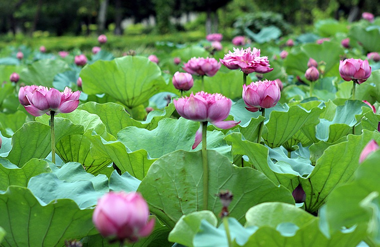 1632992105531518.jpg 荷花3.jpg