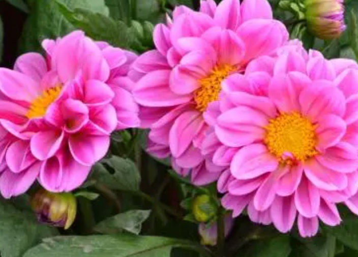 1632996846443596.jpg image.jpg