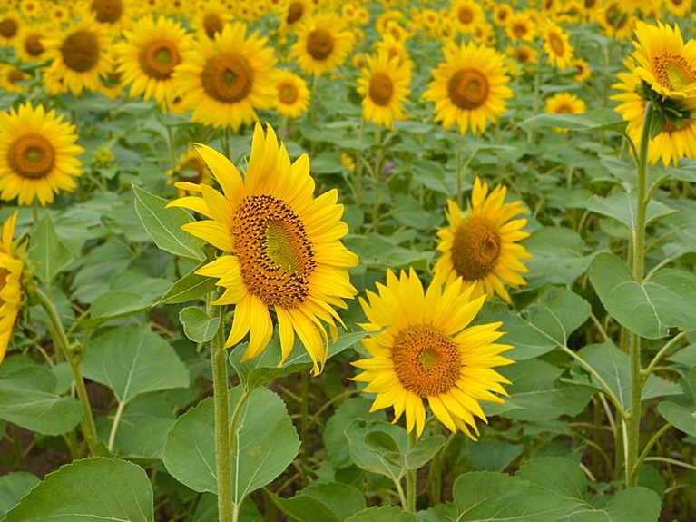 1632998097609463.jpg image.jpg