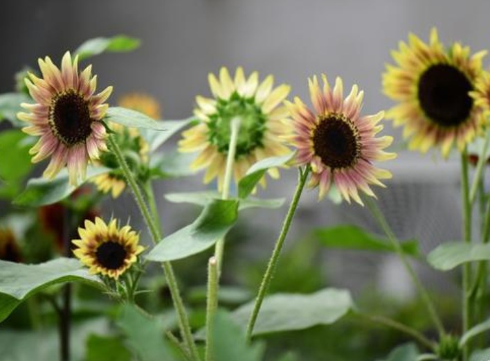 1633507095283805.jpg 向日葵111.jpg