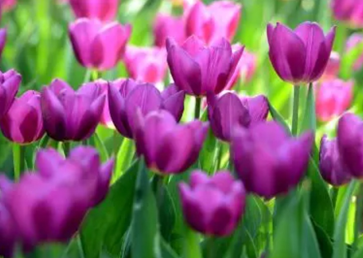 1633507434526962.jpg 郁金香3333.jpg