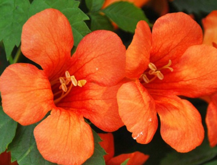 1633511007270596.jpg 美國凌霄333333.jpg