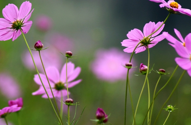 1633511551601366.jpg 格桑花11111111.jpg