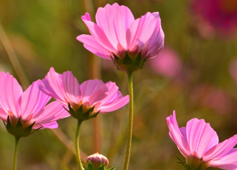 1633511576596232.jpg 格桑花333333333333.jpg