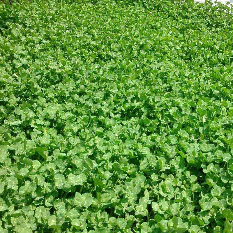 1633612404607907.jpg 4703f490151bbe19b1de9f7c7322215d_1584584420434660.jpg