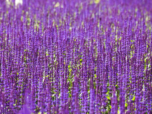 林蔭鼠尾草 林蔭鼠尾草