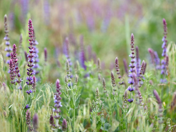 林蔭鼠尾草 林蔭鼠尾草