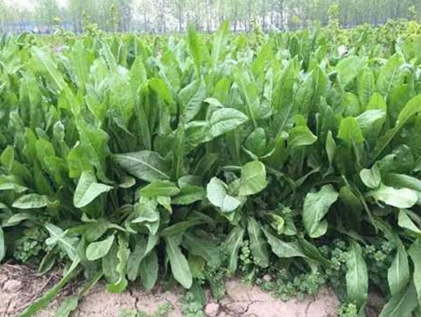 1633660905939332.jpg image.jpg