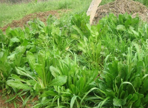 1633661866313625.jpg image.jpg