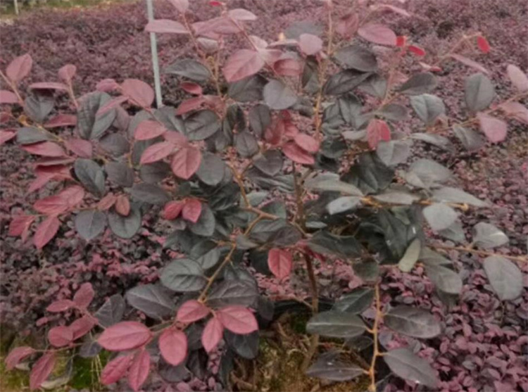 紅花繼木 紅花繼木