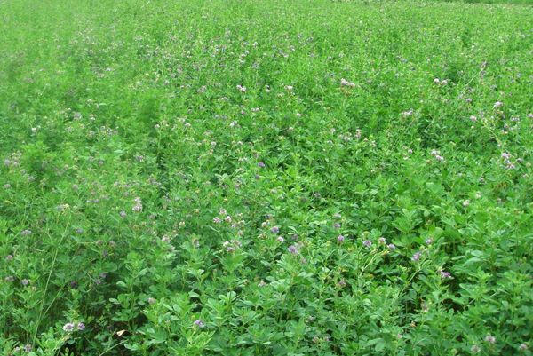 紫花苜蓿 紫花苜蓿