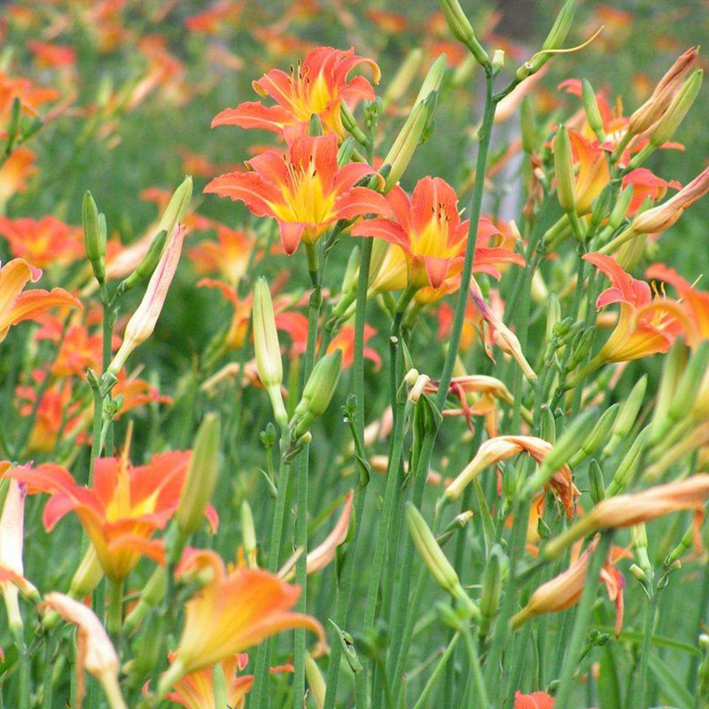 1633957926770140.jpg 2b02fbba2d64e3f2a699945fdc1d10b1_1587980557175427.jpg