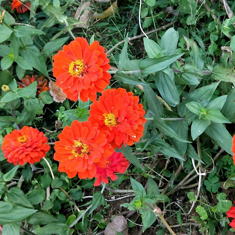 1633958210235850.jpg d8ab1be265978dc4f31d02c165ab559f_1587632733869716.jpg