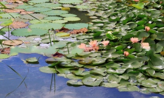 1634108585491947.jpg image.jpg