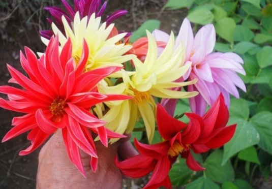 1634110832958357.jpg image.jpg