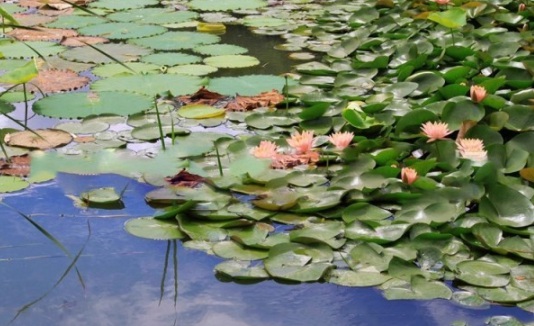 1634111043676039.jpg image.jpg