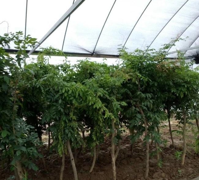 1634117432122869.jpg 圖片.jpg