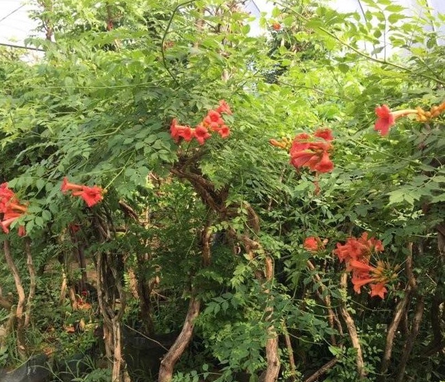 1634118442154787.jpg 圖片.jpg