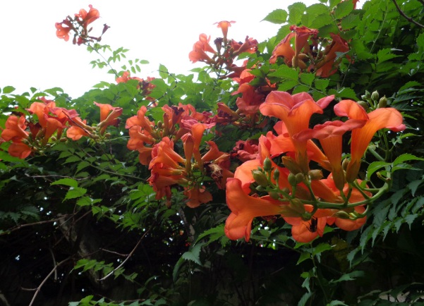 1634118618610003.jpg image.jpg