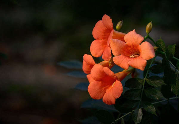 1634118630311963.jpg image.jpg