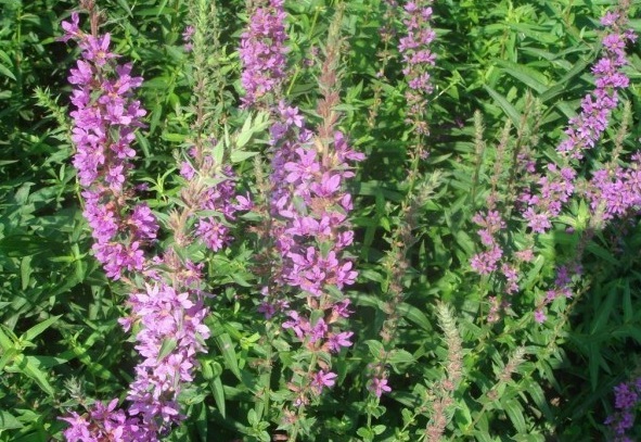 1634120059668374.jpg 圖片.jpg