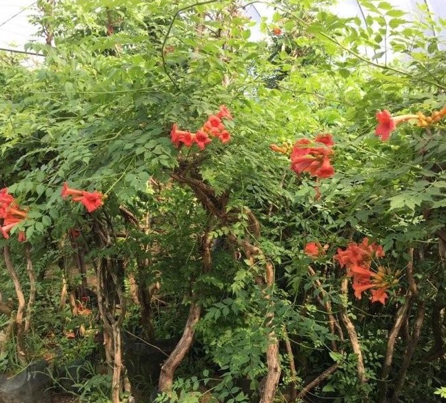 1634120940731874.jpg 圖片.jpg