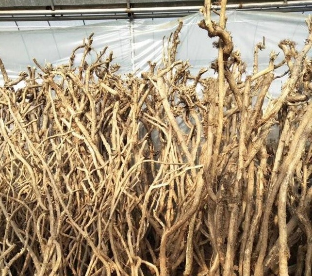 1634122024331812.jpg 圖片.jpg