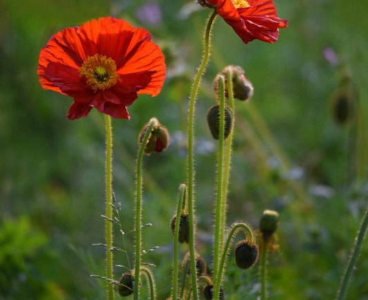 1634193527859956.jpg image.jpg