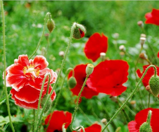 1634193545195401.jpg image.jpg