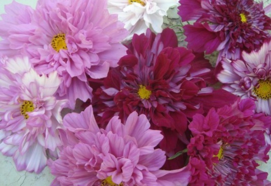 1634194609845080.jpg image.jpg