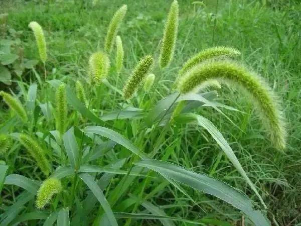 狗尾巴草 狗尾巴草