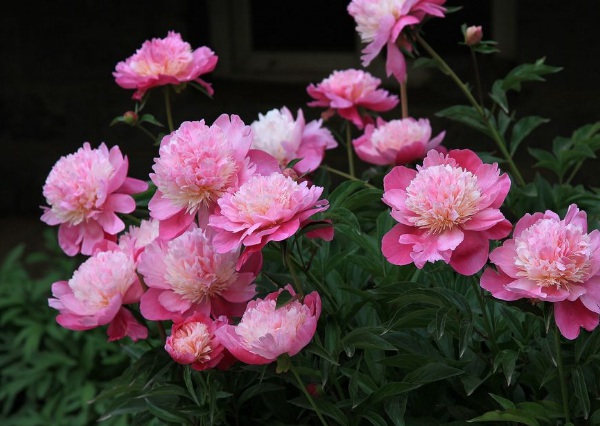 1634356776490235.jpg image.jpg