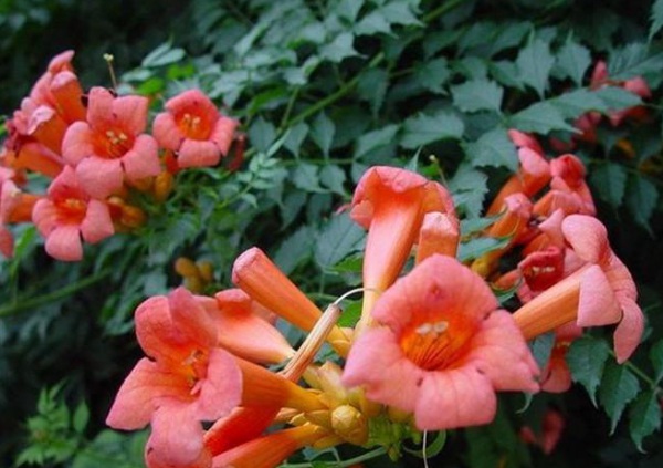 1634359377451746.jpg image.jpg