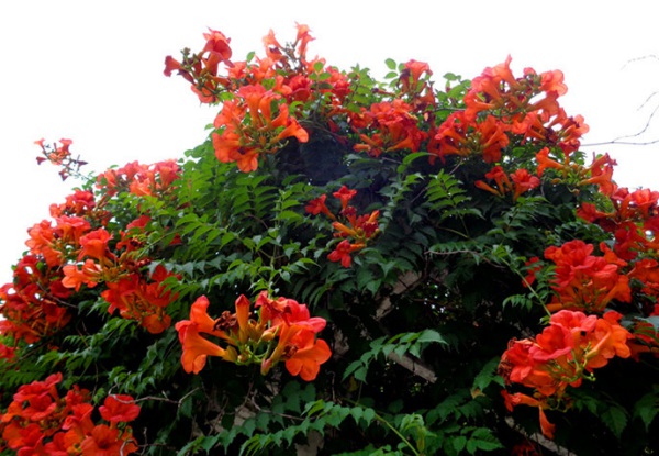 1634359391533465.jpg image.jpg