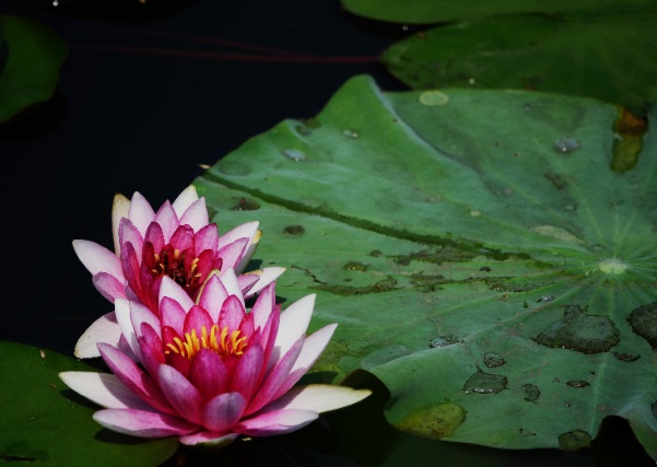 1634359607366522.jpg image.jpg