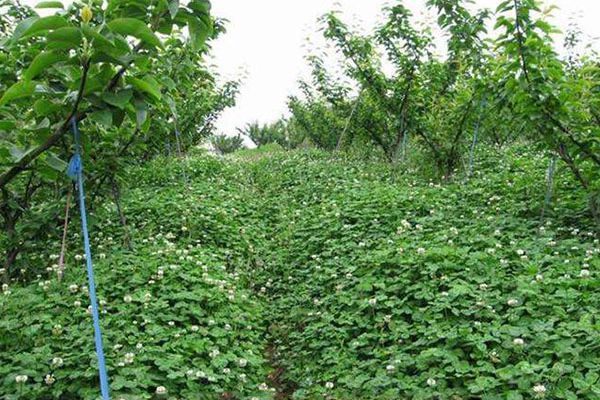 白三葉草 白三葉草