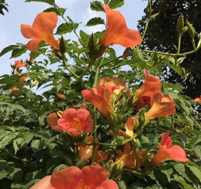 1634463700224720.jpg 圖片.jpg