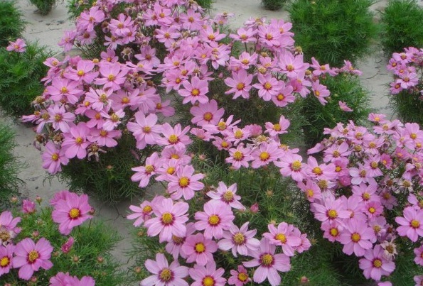 1634464870265507.jpg 圖片.jpg