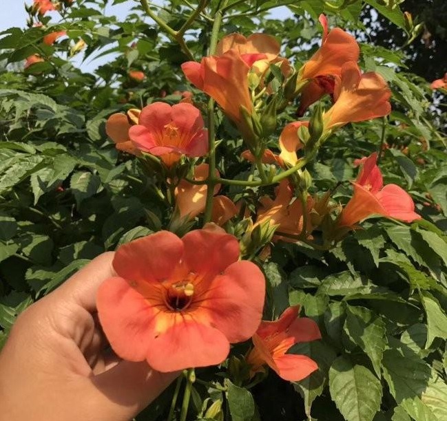 1634465096342925.jpg 圖片.jpg