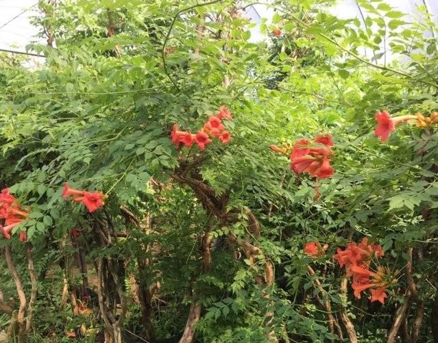 1634465691126865.jpg 圖片.jpg