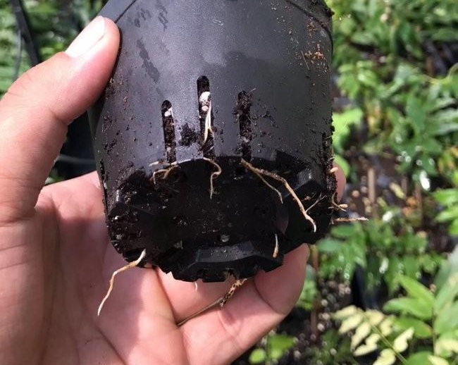 1634466081319053.jpg 圖片.jpg