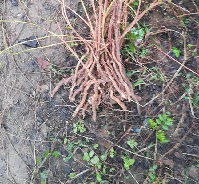 1634466095423726.jpg 圖片.jpg