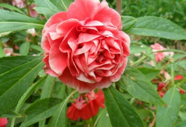 1576381759748492.jpg 3.jpg