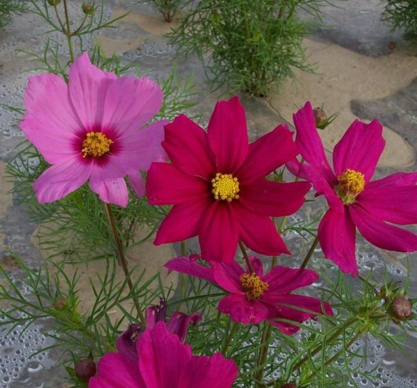 1634466370430732.jpg 圖片.jpg