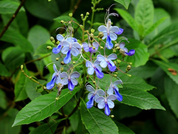 藍(lán)蝴蝶 藍(lán)蝴蝶