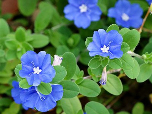 藍(lán)星花 藍(lán)星花